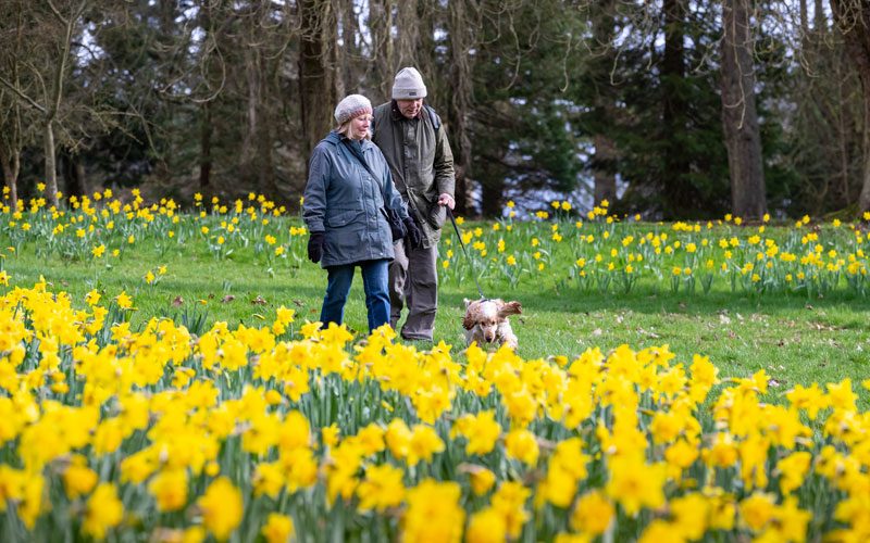 Gardens-daffodils-upper-deer-pen-spring-dog-walkers-Chris-Lacey-5-800-500