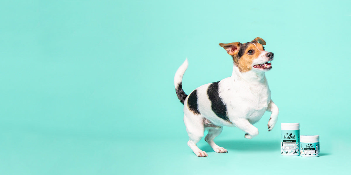Pooch and Mutt | Health food for dogs