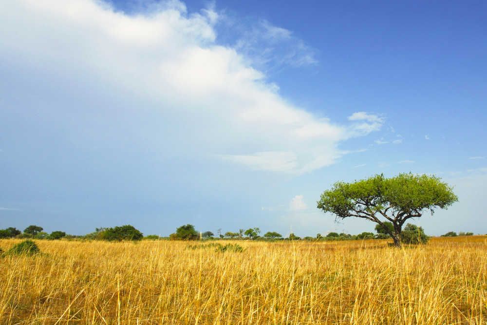 Günstige Flüge nach Kamerun | CheapTickets.nl