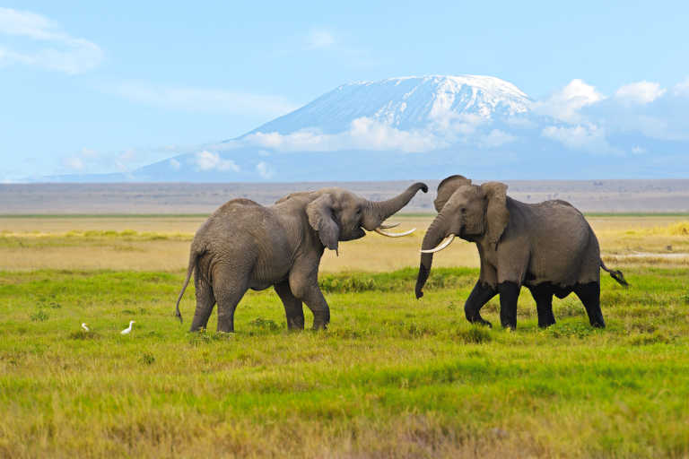 Afrika-Flugangebote ab 130 €* | CheapTickets.nl